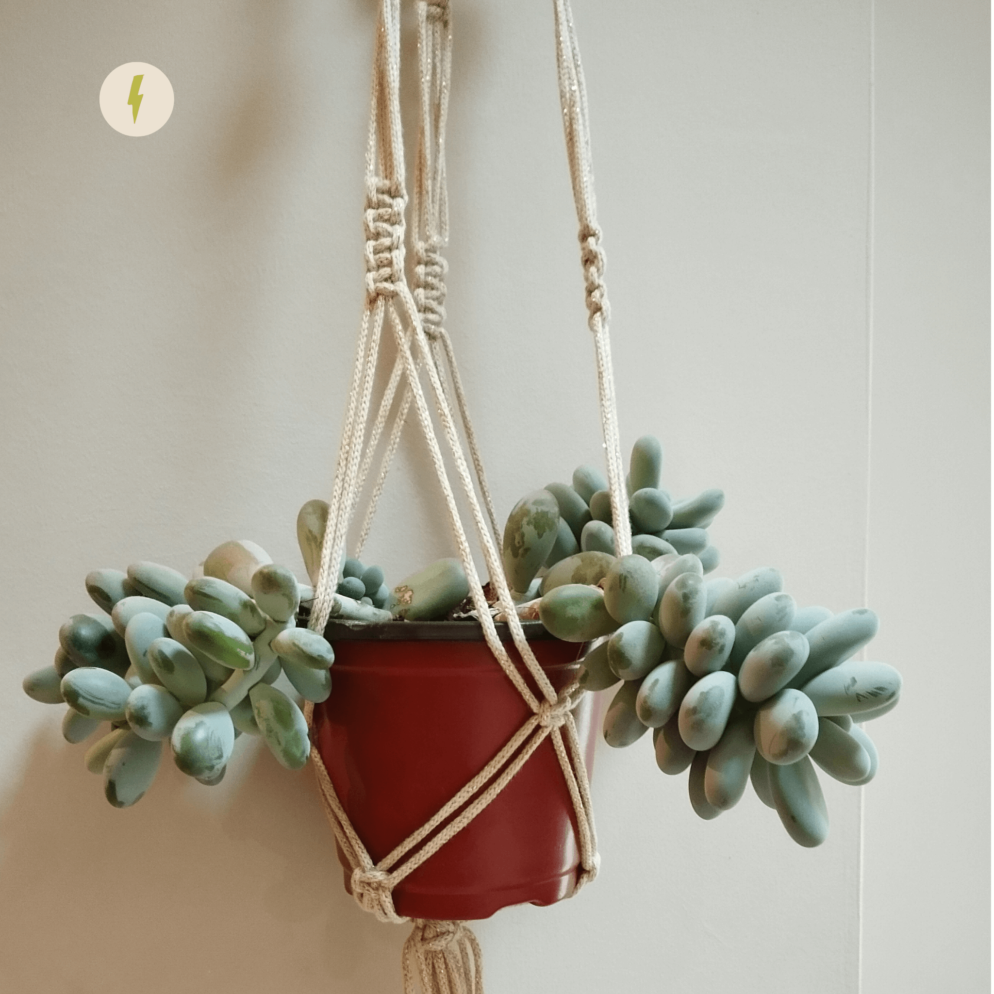 Cream and Gold Macrame Planter