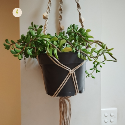 Cream Macrame Planter